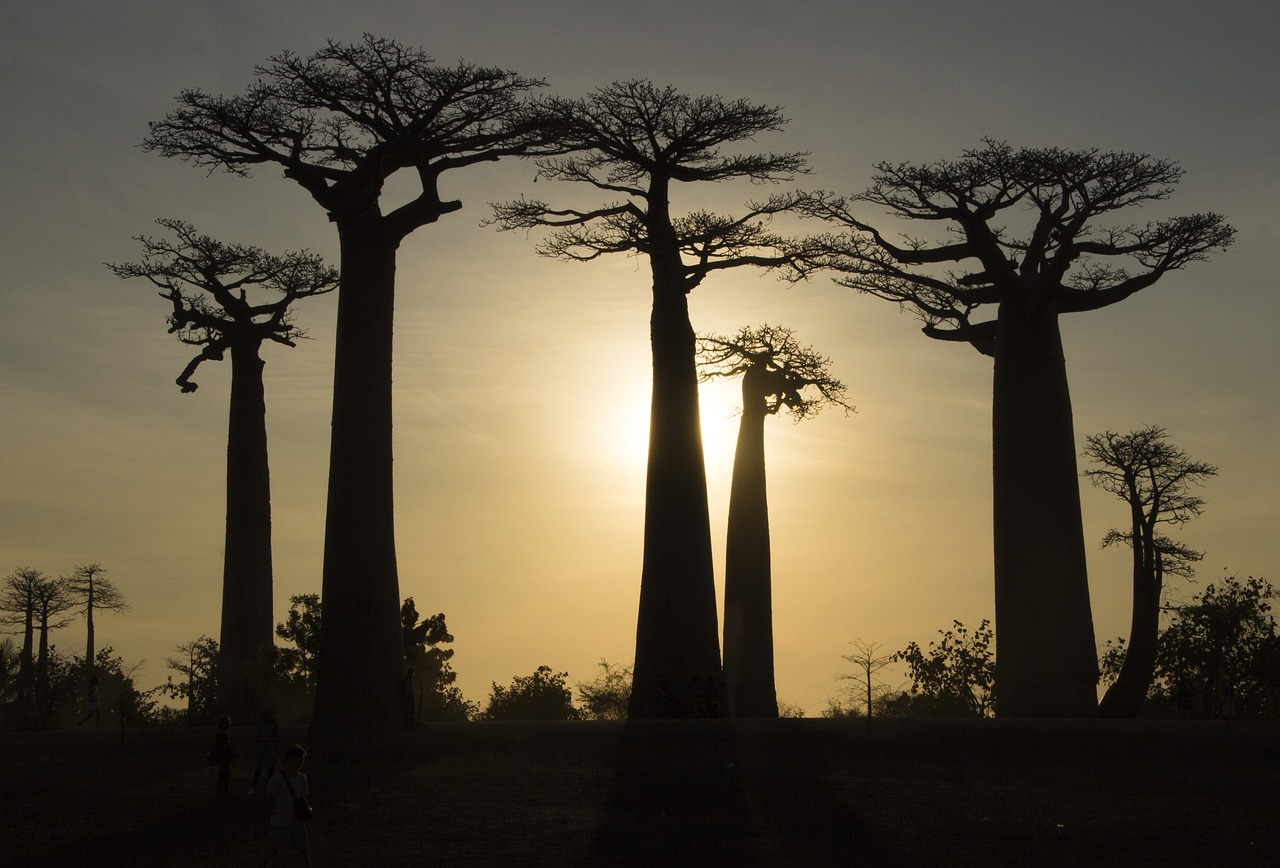 6-Day Expedition From Antananarivo To Tsingy Of Bemaraha, Avenue Of The Baobabs, And Antsirabe’s Thermal Springs (CUSTOMIZABLE)
